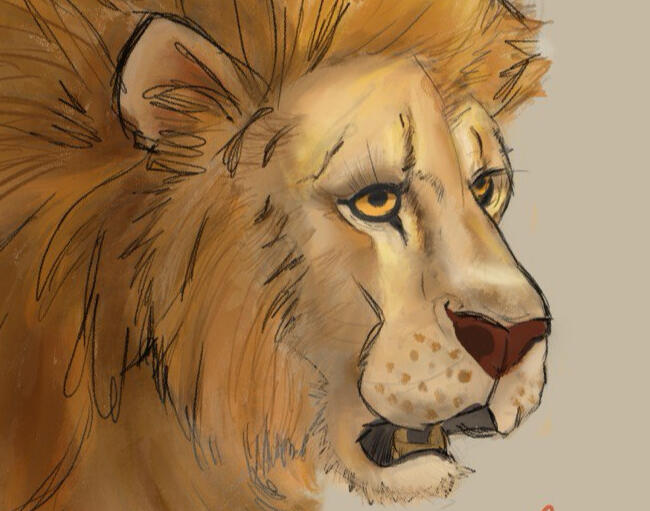Procreate Lion Study
